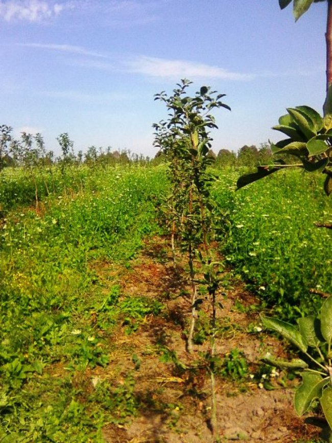 Волинський аграрій зробив бізнес на старому закинутому саду 