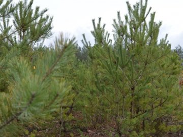 Дерева, які посадили луцькі студенти 9 років тому, вже стали молодим лісом