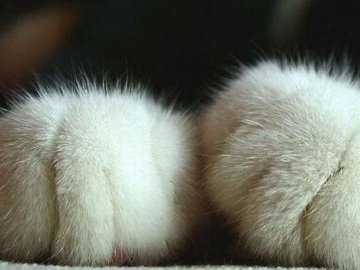 У дворі луцького будинку закатували кошеня: шукають причетних. ВІДЕО 18+ 