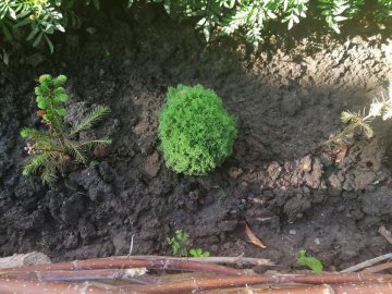 У місті на Волині вандали покрали висаджені туї 