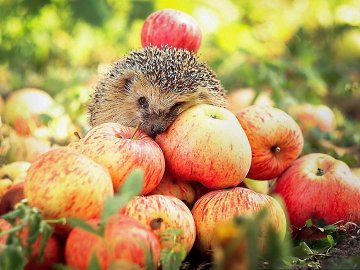 13 жовтня: хто святкує та чого не можна робити