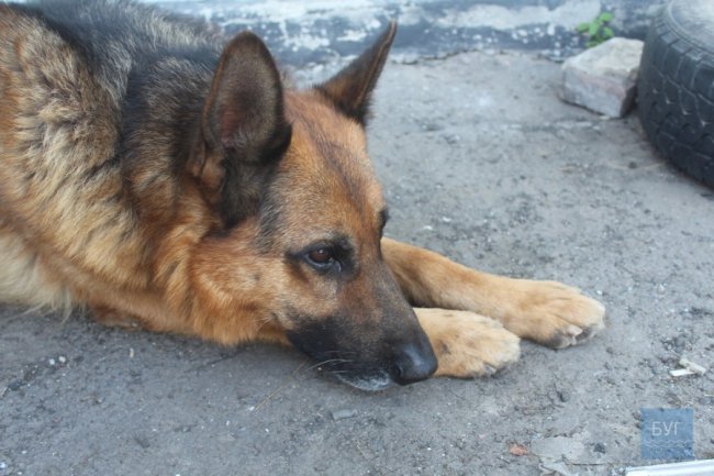 У поліції Нововолинська з’явився чотирилапий помічник. ФОТО