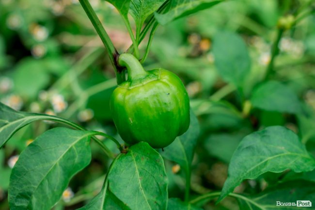 Соковиті й налиті сонцем дарунки осені: що вродило в садах і на городах лучан. ФОТО