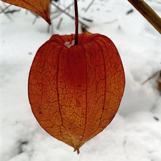 Краса волинської зими. ФОТО