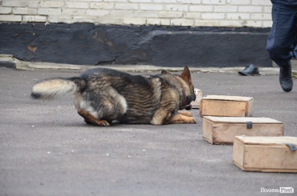 Як живуть та тренуються службові собаки. ФОТО