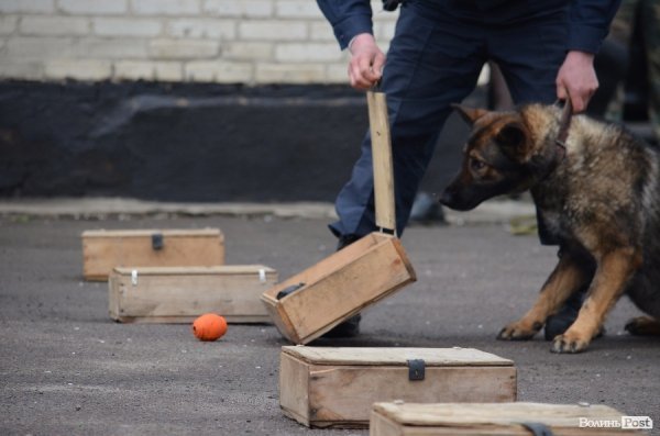 Як живуть та тренуються службові собаки. ФОТО