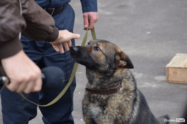 Як живуть та тренуються службові собаки. ФОТО