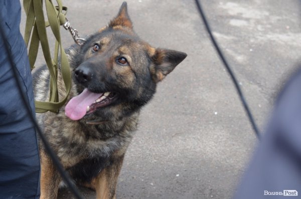 Як живуть та тренуються службові собаки. ФОТО