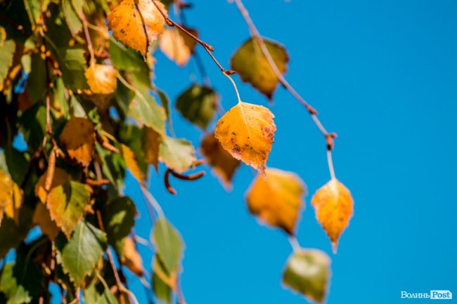 Осінь у Луцьку в деталях: макрозйомка. ФОТО