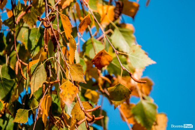 Осінь у Луцьку в деталях: макрозйомка. ФОТО