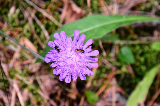 Рідкісна краса: фото червонокнижних рослин «Цуманської пущі»