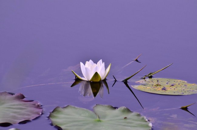 Рідкісна краса: фото червонокнижних рослин «Цуманської пущі»