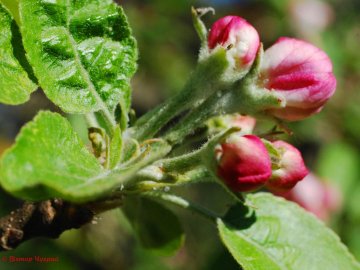 Поетичні фрагменти квітня: фото весняного Луцька