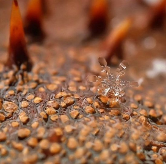 У мережі з’явились неймовірні «портрети» сніжинок. ФОТО