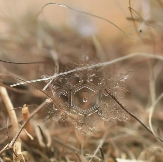 У мережі з’явились неймовірні «портрети» сніжинок. ФОТО