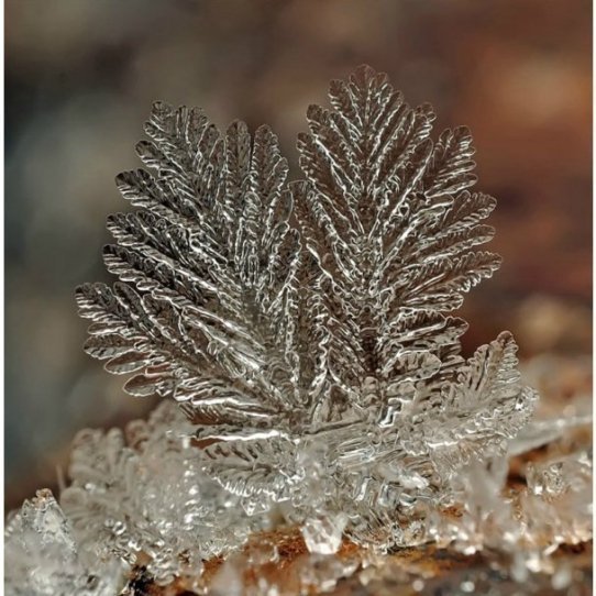 У мережі з’явились неймовірні «портрети» сніжинок. ФОТО