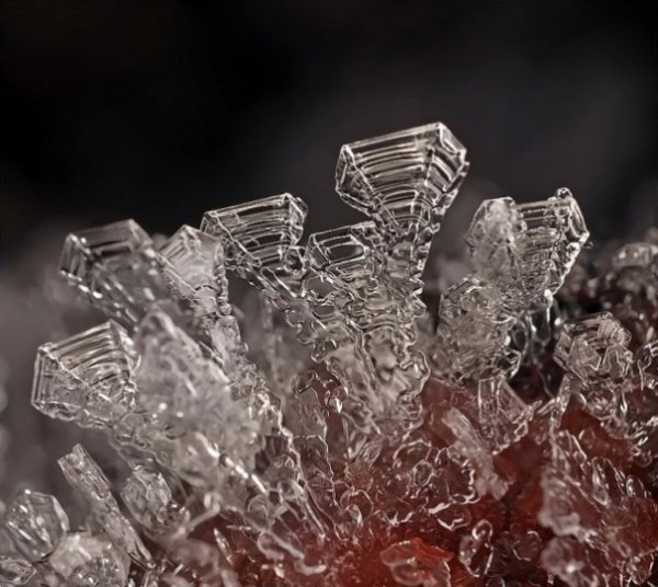 У мережі з’явились неймовірні «портрети» сніжинок. ФОТО