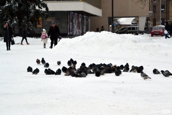 Лютий лютує: фото зими в Луцьку