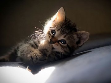 Малолітній лучанин заперечує жорстоке вбивство кошеняти 