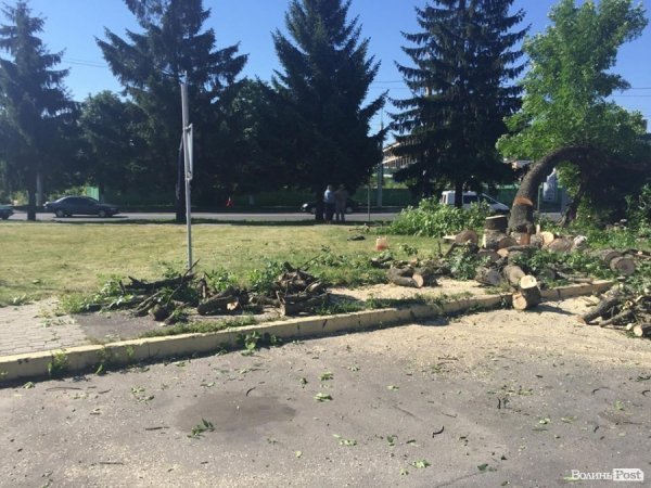 Вітри не зламали, так влада зрубає: на Рівненській знищують дерева. ФОТО