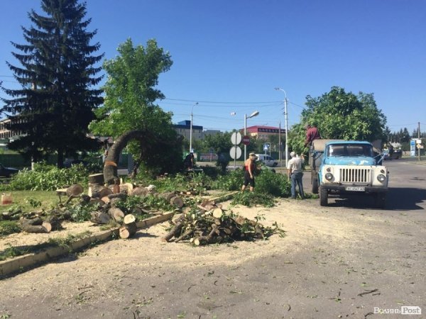 Вітри не зламали, так влада зрубає: на Рівненській знищують дерева. ФОТО