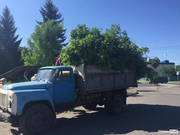 Вітри не зламали, так влада зрубає: на Рівненській знищують дерева. ФОТО
