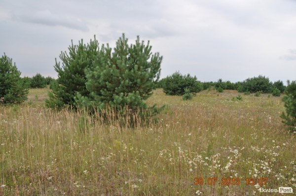Військовий полігон на Волині потерпає від безгосподарності. ФОТО