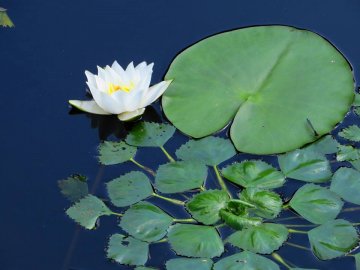 Черепахи, лебеді, лелеки: краса Цуманської пущі. ФОТО