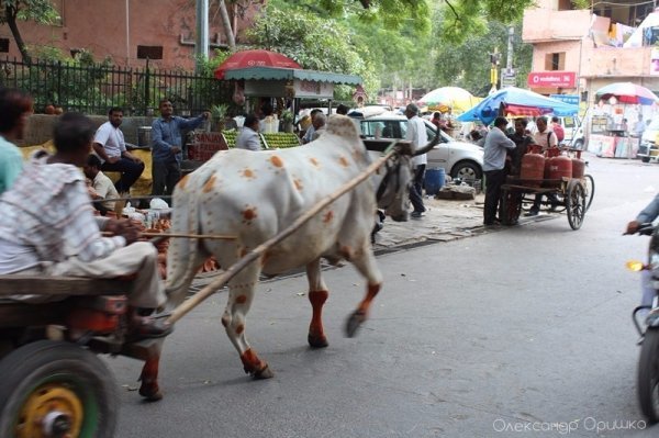 Як лучанин-мандрівник підкорював Індію. ФОТО
