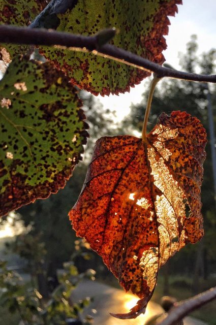 Ранковий Луцьк в об'єктиві місцевої фотографки. ФОТО