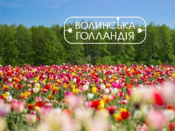 Вже сьогодні відкриють тюльпанове поле на Волині: як доїхати і скільки коштує