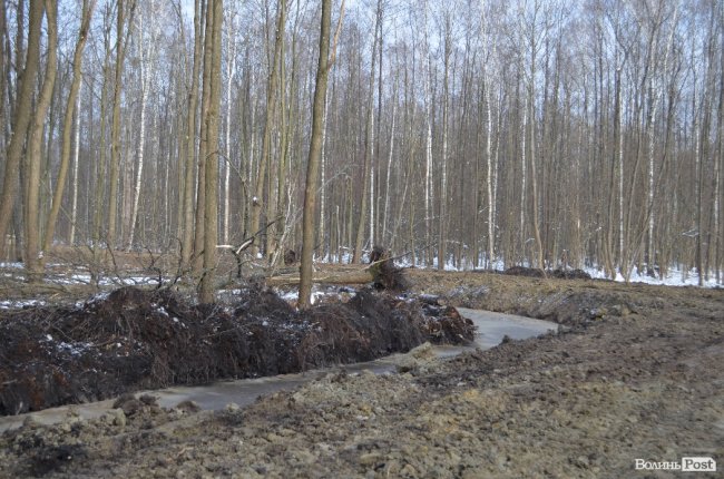 Лісівники показали, як підкорюють волинські джунглі. ФОТО