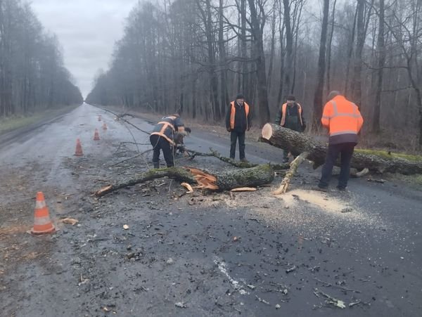 Роботи з прибирання поваленого вітром дерева на автошляху М-19 Доманове (на м. Брест) – Ковель – Чернівці – Тереблече (на м.Бухарест).