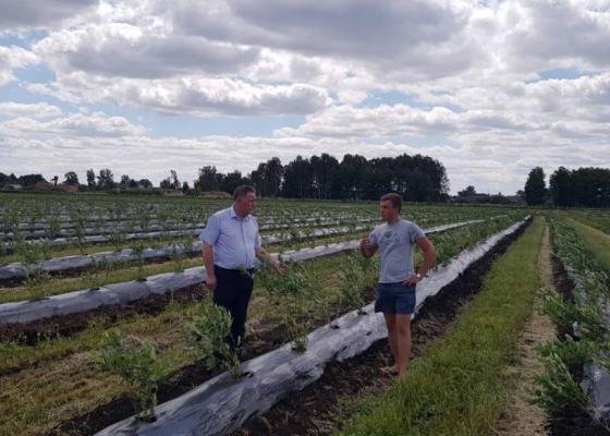 Волинське підприємство удвічі збільшить насадження лохини. ФОТО