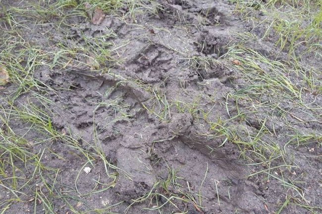 У Рожищі діти затоптали пам'ятний сквер. ФОТО