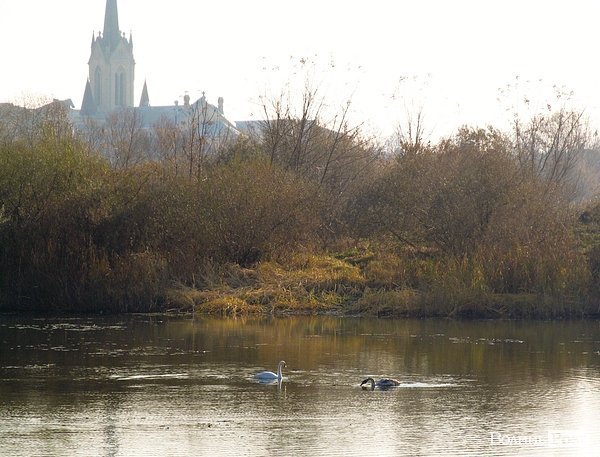У Луцьку біля заповідника оселилася зграя лебедів. ФОТО