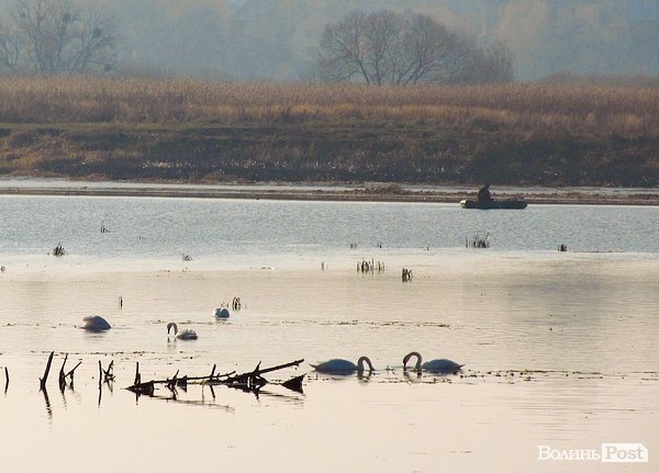 У Луцьку біля заповідника оселилася зграя лебедів. ФОТО