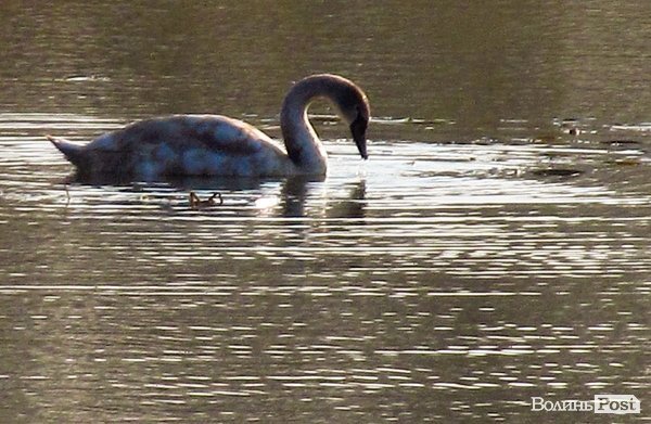 У Луцьку біля заповідника оселилася зграя лебедів. ФОТО