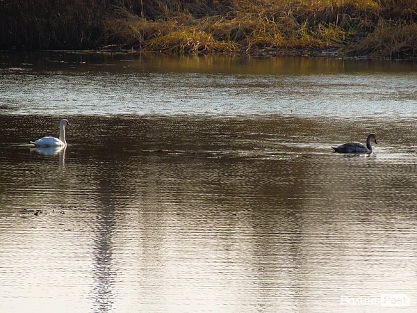 У Луцьку біля заповідника оселилася зграя лебедів. ФОТО