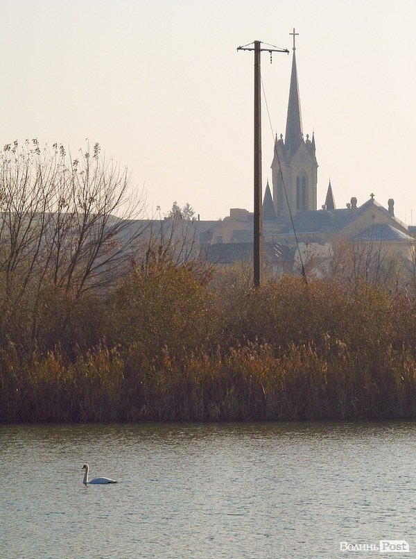 У Луцьку біля заповідника оселилася зграя лебедів. ФОТО