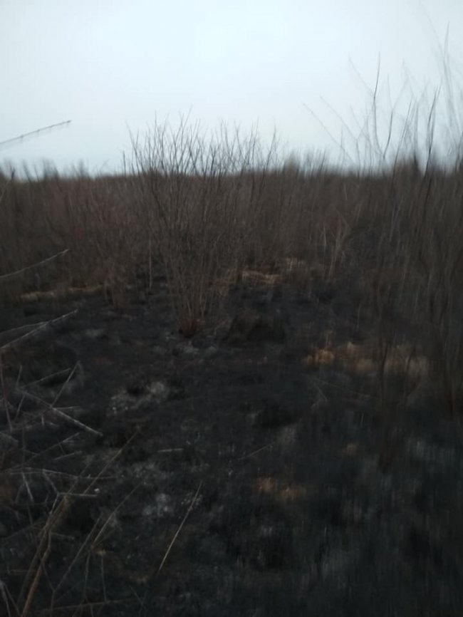 За кілька десятків метрів: на Волині відчайдухи приборкали пожежу, яка вже підбиралася до села. ФОТО