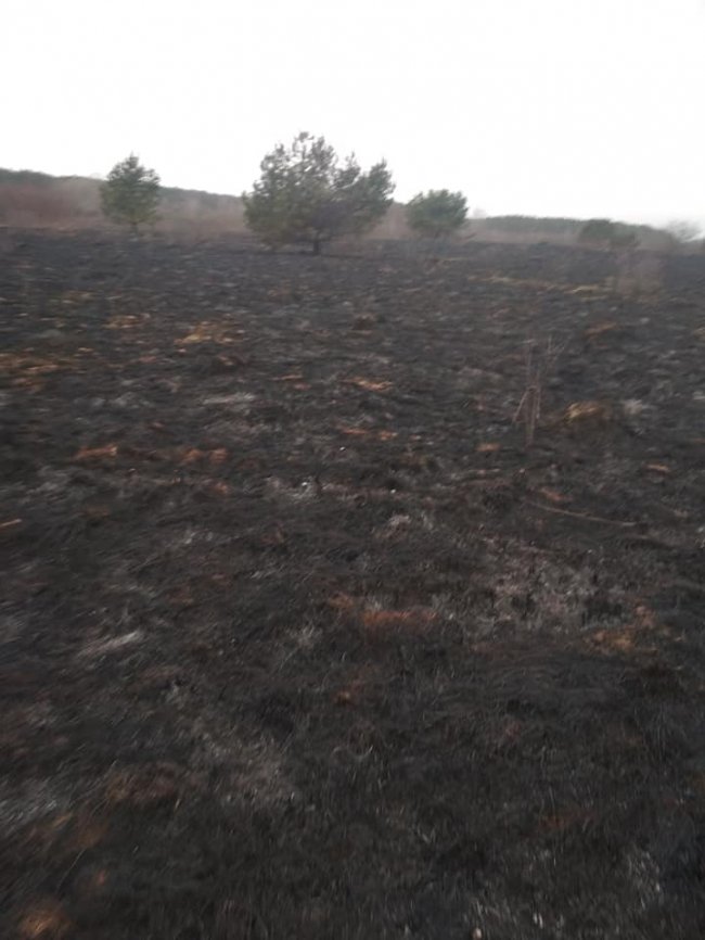 За кілька десятків метрів: на Волині відчайдухи приборкали пожежу, яка вже підбиралася до села. ФОТО