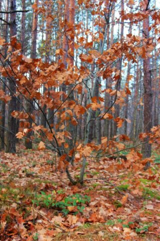 Осінь відступає: неймовірні світлини волинського лісу. ФОТО