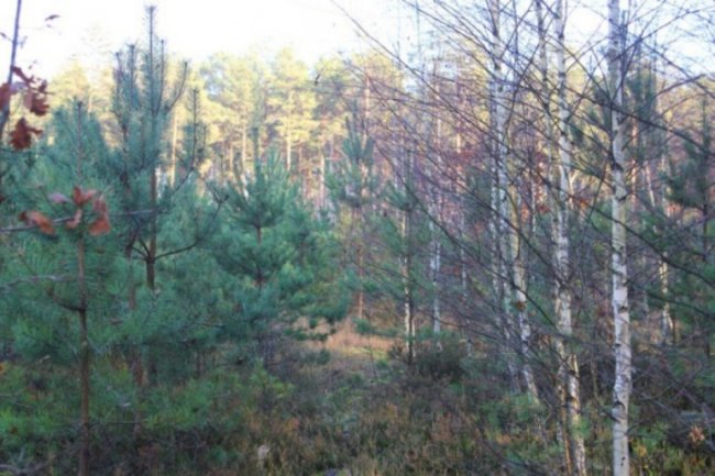 Осінь відступає: неймовірні світлини волинського лісу. ФОТО