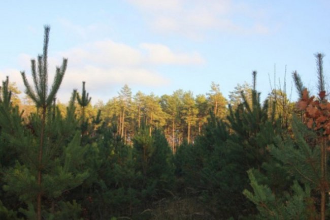 Осінь відступає: неймовірні світлини волинського лісу. ФОТО