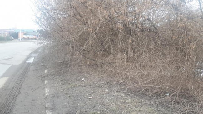 У Луцьку тротуари заросли деревами та кущами. ФОТО