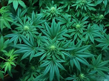 На Волині судитимуть мешканця Львівщини, який хотів провезти марихуану в Україну