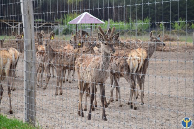 Як на Волині розводять оленів. ФОТО