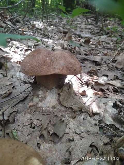 Рекордний «улов»: на Волині чоловік назбирав повні кошики білих грибів. ФОТО