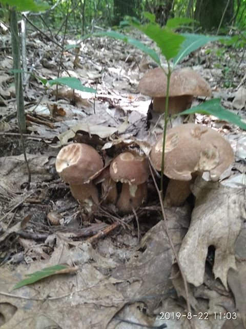 Рекордний «улов»: на Волині чоловік назбирав повні кошики білих грибів. ФОТО